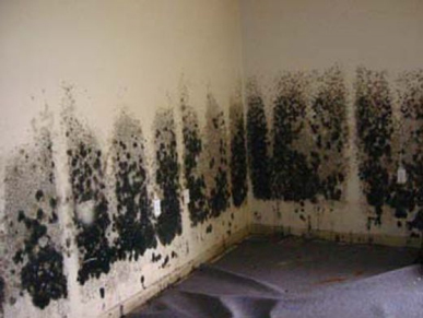 Mold and Mildew Removal Mill Valley, CA
