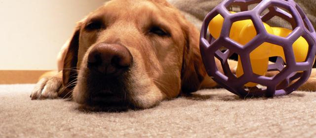 Pet Stain and Odor Removal Mill Valley, CA