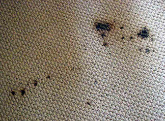 Spot & Stain Removal Mill Valley, CA