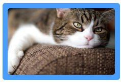 Upholstery Cleaning Mill Valley, CA